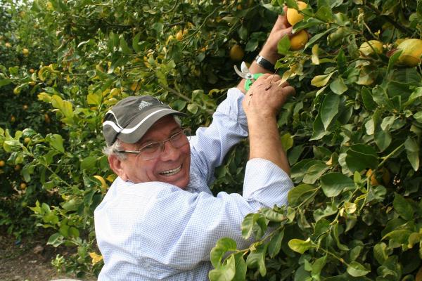 25 yıl milletvekilliği yapan Ali Er, limon yetiştiriyor