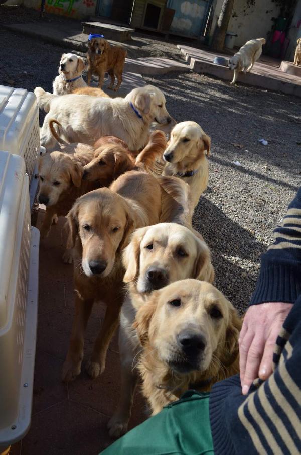 Terk edilen köpeklere ABD'de yuva buluyor.. 223'ü ABD'de yeni sahiplerine kavuştu