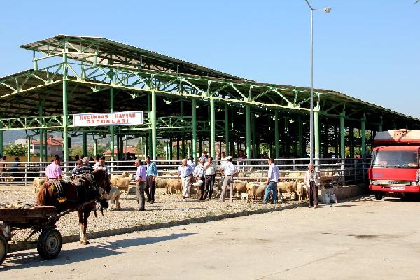 Sarıgöl'de hayvan pazarı şapa karşı kapatıldı