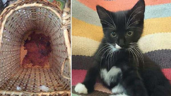 Kedi katili hapse mahkûm oldu