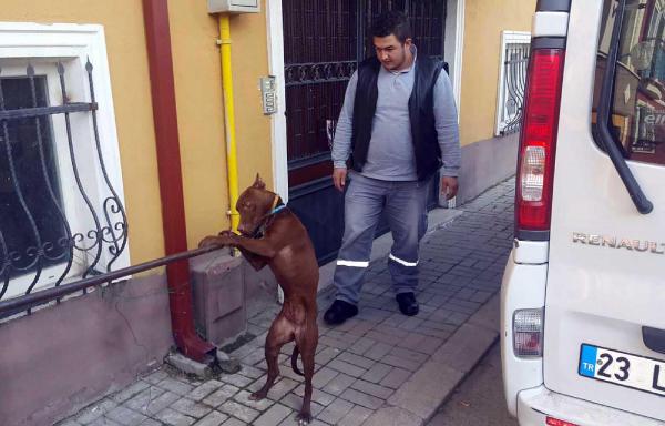 Pitbull çocuğa saldırdı