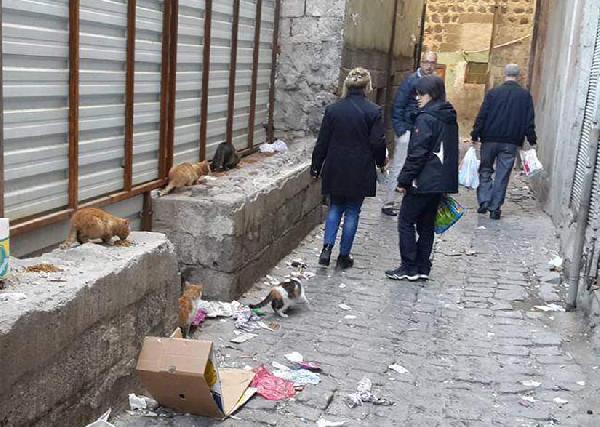 Hayvanseverler, operasyon ve çatışmanın sürdüğü Sur'daki hayvanlara mama bıraktı