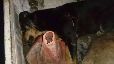 Kuduz olduğu düşünülen iki köpek vurularak öldürüldü