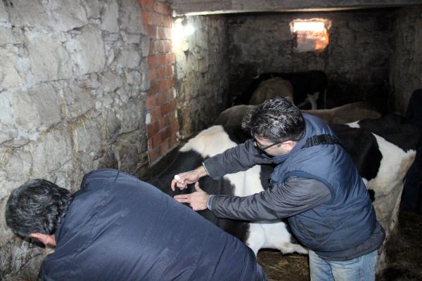 Ereğli'de 1 köyde 'şap' karantinası