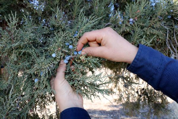 Lisinia'da ardıç yağı üretimi