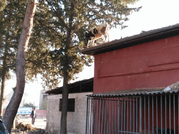 Kesime götürülürken kaçan inek mezbahane çatısına çıktı