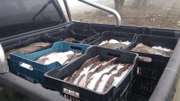 Edirne’de 685 kilo kaçak kalkan balığı ele geçirildi