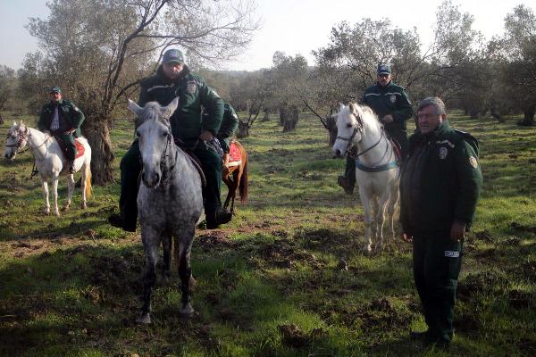 Zeytin kovboyları