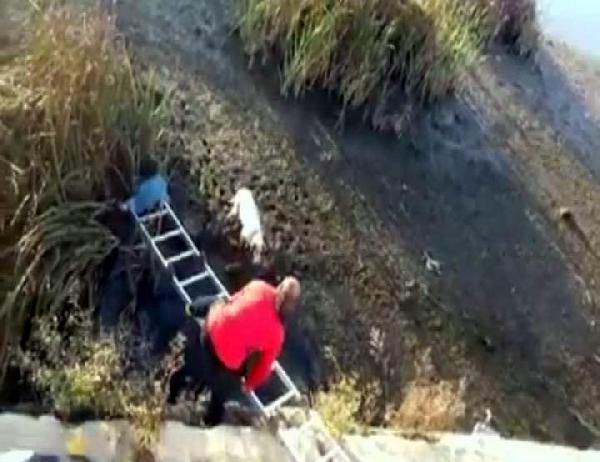 Dere yatağında çamura saplanan köpek kurtarıldı