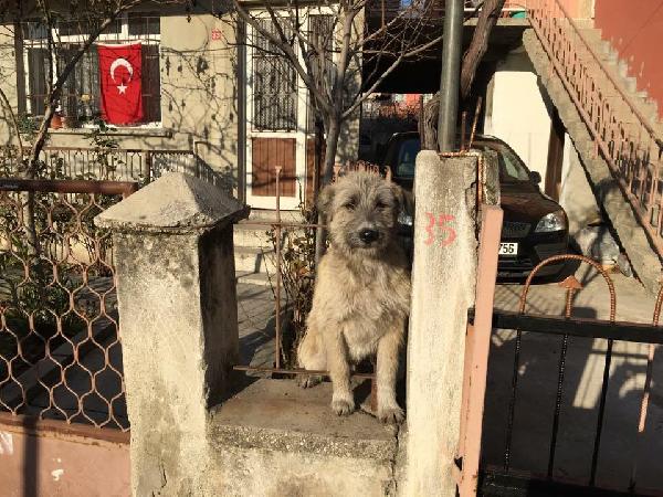 Bahçe korkuluğuna sıkışan köpeği itfaiye kurtardı