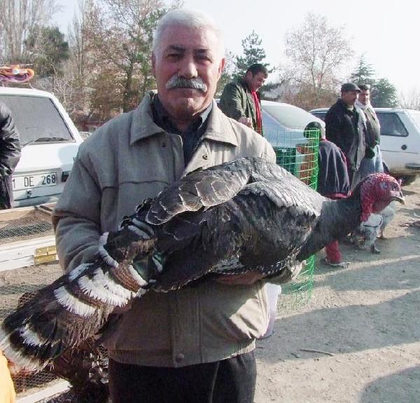Yılbaşı hindileri el yakıyor
