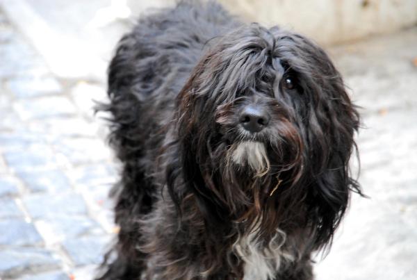 Terk edilen köpeğin yaşam mücadelesi