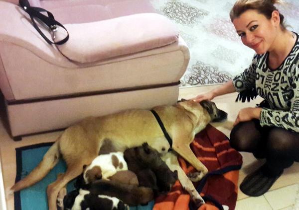 Yavruları telef olan 'Sarıkız', zehirlenen başka köpeğin yavrularına annelik yapıyor