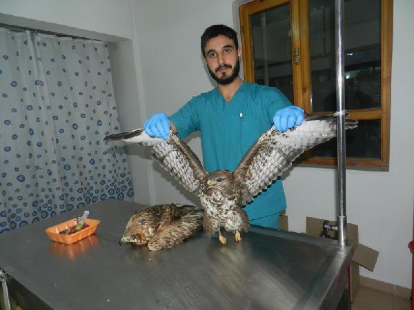 Yaralı şahin ve atmaca tedavi altına alındı