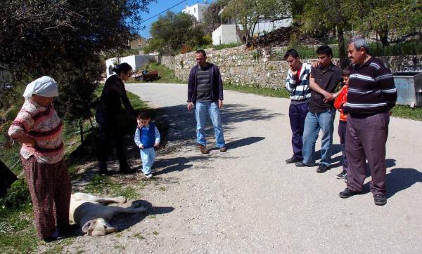 Bodrum'da 20 köpeği tarım ilaçlı tavukla telef ettiler