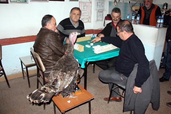 Hindi ödüllü okey turnuvası