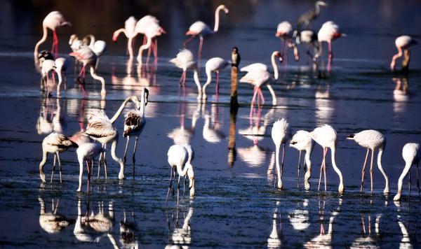 Flamingolardan tablo gibi manzara