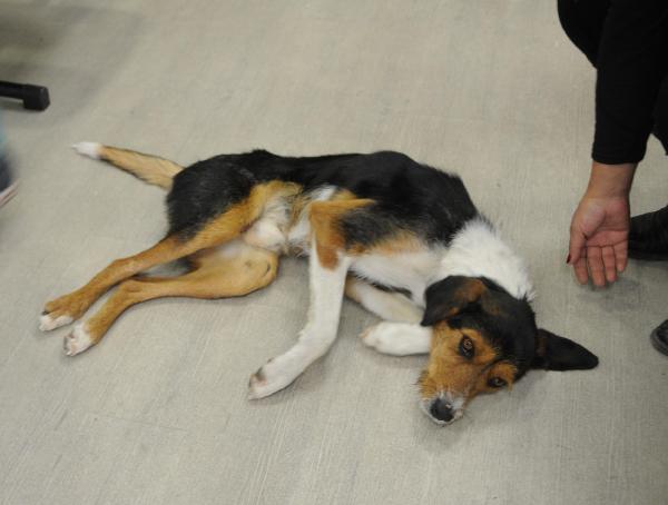 Eskişehir Beylikova'da, havalı tüfekle vurulan bir köpek daha felç oldu