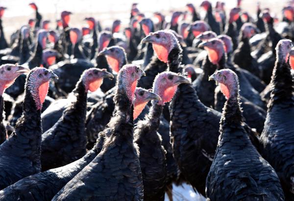 Van'da organik hindilere büyük talep