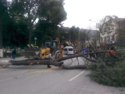 Fırtına ağaçları devirdi