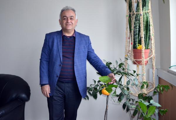 Adilcevaz’da saksıda madaina yetiştirdiler