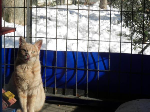 ‘Kedi evlerine’ brandalı sıcaklık, sokak hayvanlarına yem