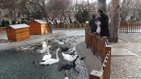 Kuğulu Park buz tuttu, kuğuların yaşam alanı daraldı