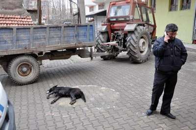 Zehirlenen köpek yol ortasında saatlerce can çekişti
