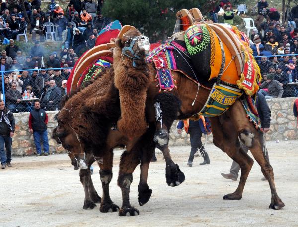 Bodrum'da deve güreşi heyecanı
