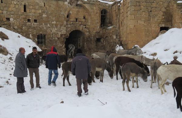 Midyat'ta sahipsiz eşekler soğuktan donmasın diye toplandı