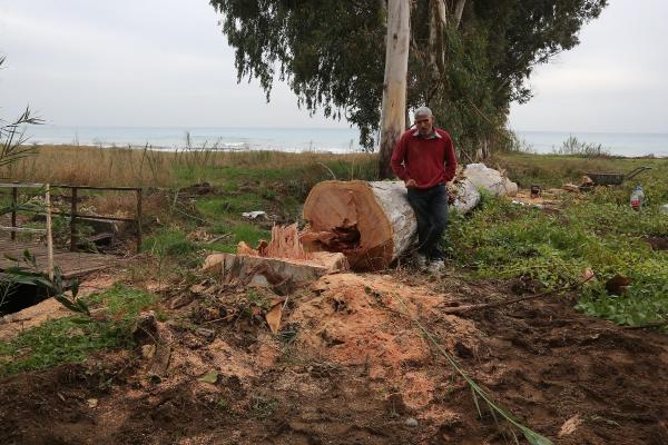 Mersin'de ağaç katliamı