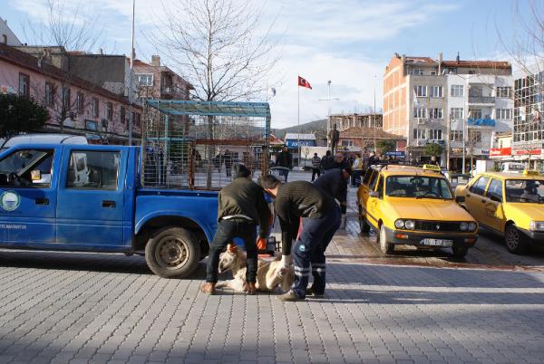Sokak hayvanlarının toplanmasına tepki gösterirken bayıldı