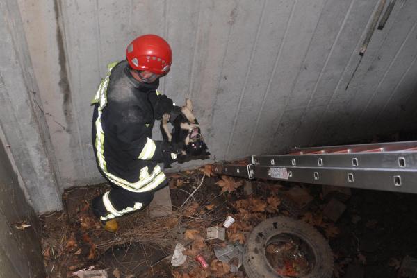 Havalandırma boşluğuna düşen köpeği kurtarma operasyonu
