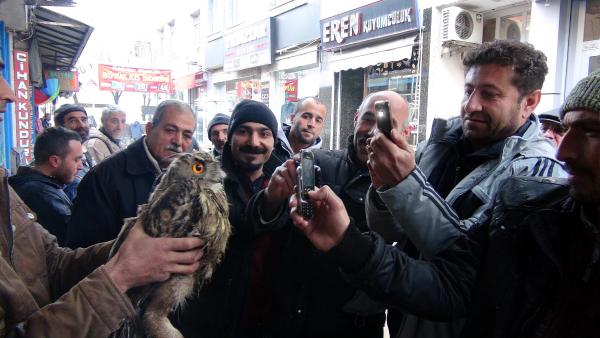 Tunceli'de bir evin bahçesine düşen puhuya büyük ilgi