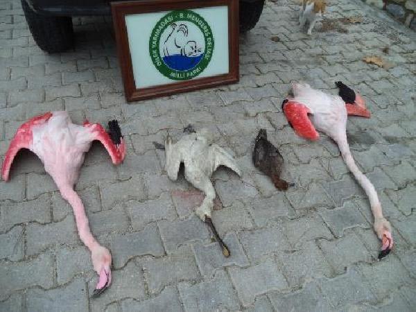 Koruma altındaki flamingoları vurana 8 bin lira ceza