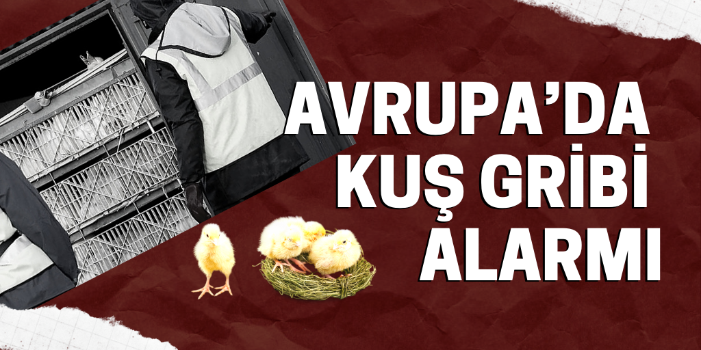 Avrupa'da kuş gribi alarmı