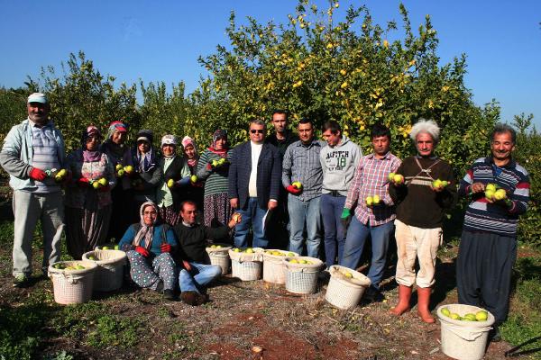 Rekolte ve ihracat düştü, limon fiyatları yükseldi