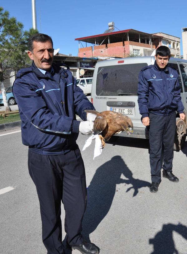 Belediye başkanının yaralı bulduğu şahin tedavi edildi