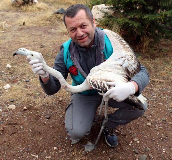 Yaralı flamingo sondayla beslenip tedavi ediliyor