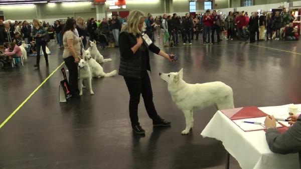 Nürnberg köpek fuarına büyük ilgi