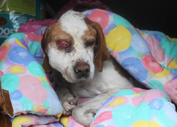 Tavşanlı'daki hasta köpek, ameliyat için İstanbul'a götürüldü