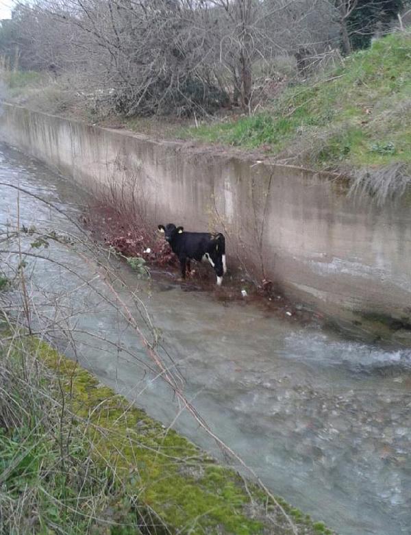 Çaya düşen buzağı halatla kurtarıldı