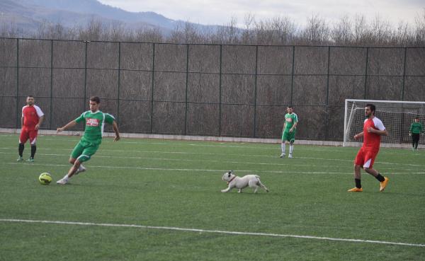 Sahaya giren köpek topun peşinden koşturdu