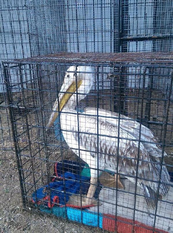 Yaralı pelikanın tedavisi Doğal Yaşam Parkı'na devam edecek