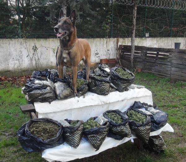 Narkotik Köpeği Alfa 17 kilo esrar yakaladı