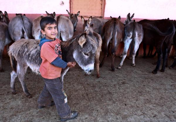 Türkiye'nin dört yanına eşek sütü satıyor
