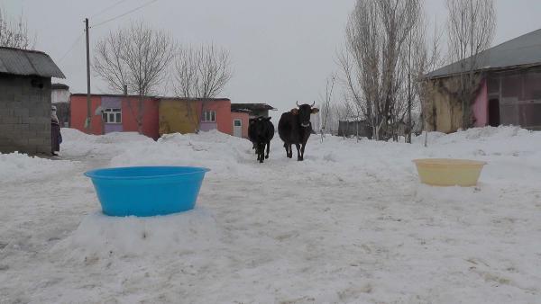 Karasu Çayı dondu, hayvanlar kuyudan sulanıyor