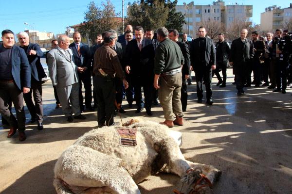 Bakan Çelik, kendisi için kesilecek deveyi aşevine bağışladı