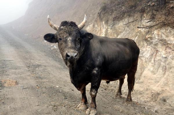 Artvin’de 800 kiloluk boğa 50 bin liraya satıldı