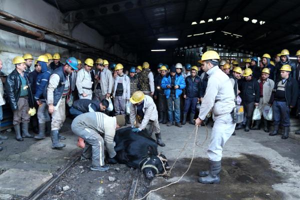 Maden ocağında yeni üretim ayağı için kurban kesildi